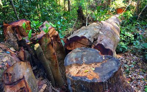 Khởi tố đối tượng phá trắng hơn 2,2 ha rừng phòng hộ ở Gia Lai