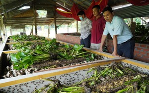 Tây Ninh: Nuôi loài côn trùng "đoản thọ", gặm lá sắn, bèo lục bình như ranh, nông dân nơi này kiếm bộn tiền