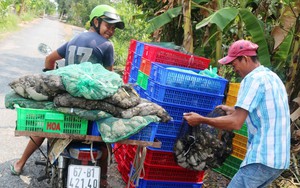 Giá ếch thịt tăng cao nhất trong 2 năm nay ở miền Tây, có bao nhiêu thương lái &quot;vét&quot; mua bằng hết