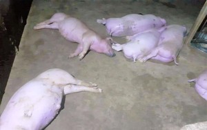 Sét đánh chết đàn lợn 12 con ở Hà Tĩnh