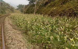 Hơn 200 ha cây trồng bị khô héo, chết bất thường ở Lào Cai, từ cây quế trên đồi đến cây cảnh trong nhà