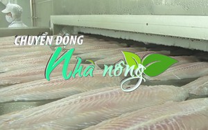 Chuyển động Nhà nông 4/5: Giá cá tra xuất khẩu sang Mỹ tiếp tục lập đỉnh mới