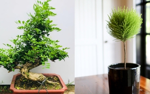 3 loại cây cảnh bonsai "quyến rũ" chẳng những gợi hình lại gợi cả hương khiến ai trồng cũng mê mệt
