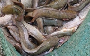 Nuôi cá trê vàng trong ruộng lúa, con nào cũng nhanh lớn, nông dân Kiên Giang bắt lên bán 75.000 đồng/kg