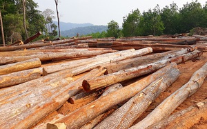 Kon Tum: Công ty Lâm nghiệp Ia H’Drai để rừng bị phá, thiệt hại gần 1.000 mét khối gỗ