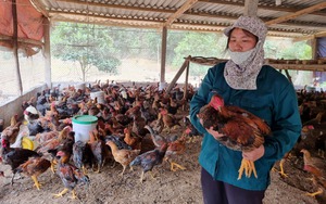 Lào Cai: Nuôi gà bán chăn thả từ nguồn quỹ hỗ trợ nông dân, hội viên lãi gần 200 triệu đồng mỗi năm
