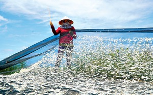 Ở Cà Mau dân kêu cá cơm là cá bún, bắt lên phơi la liệt, chỉ ở nhà phơi cá cũng lời 500.000- 1 triệu/ngày