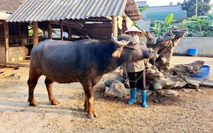 Làm nghề “lái trâu”, một ông nông dân ở Lai Châu giàu lên trông thấy