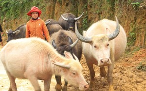 Nhiều người sợ xui xẻo khi nuôi trâu trắng, dân làng Kon Tum thích nuôi trâu bạch tạng vì cho rằng may mắn