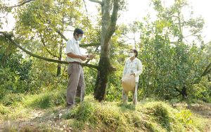 Vĩnh Long: Năng suất thứ trái đắt đỏ giảm còn một nửa, nông dân thêm đau đầu vì nhiều vườn cháy hết lá