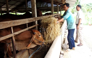 Giá thức ăn chăn nuôi tăng chóng mặt, nông dân phải “nhồi” cỏ nuôi bò