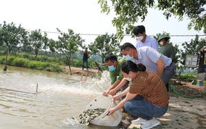 Thả cá trong ruộng lúa, cá vừa sạch vừa béo, lúa thơm ngào ngạt, nông dân Thu đô thu lợi kép 