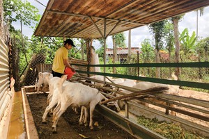 Nông dân trẻ ở Lâm Đồng rủ nhau nuôi dê lai, nuôi cặp dê vài ba tháng là có chục triệu