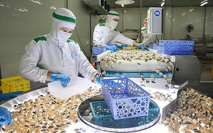 Thanh Hóa, Bến Tre, Nam Định đứng top đầu về bán một loài thủy sản sang Mỹ, Hàn Quốc, EU