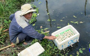 Tiền Giang: Nuôi loài ốc đặc sản, chả tốn tiền mua thức ăn, ốc đẻ ra &quot;bạch ngọc&quot;, nhiều người kéo đến xem