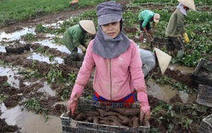Mưa lớn ở Đắk Lắk, nông dân đào vội khoai lang bán rẻ sợ mất cả chì lẫn chài, đến khổ!