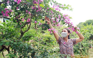 Học cách trồng hoa giấy tận Nam Định, ai ngờ về Hà Tĩnh trồng hoa tuôn như suối, nữ nông dân khá giả