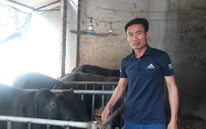 Nuôi bò 3B kín chuồng, nông dân làng này ở Thái Nguyên lãi đều như vắt tranh, cứ một con lãi 1 triệu/tháng