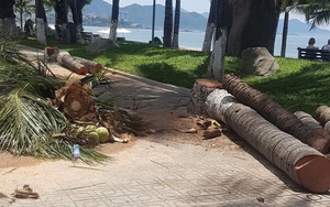 Vì sao hàng loạt cây dừa ở Nha Trang bị chặt bỏ?