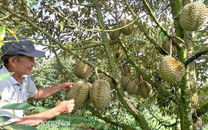 Trồng cây ra trái đặc sản này ở Đồng Nai, năm trúng giá lãi 1 tỷ/ha, 3 năm nay khó chồng khó mà vẫn lời
