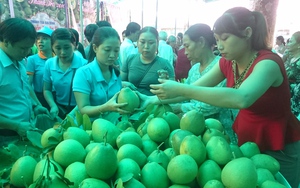Thừa Thiên Huế phê duyệt đề án trồng mới 1.000ha cây ăn quả 