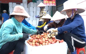 Vải thiều Bắc Giang đi &quot;luồng xanh&quot; xuất khẩu sang Trung Quốc