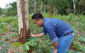 "Đầu độc" rừng ở Bình Định, 9ha đất rừng bị chiếm... cán bộ biết nhưng không báo cáo 