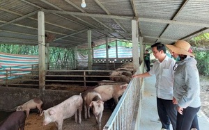 Thừa Thiên Huế: Tổng thu nhập của thành viên 21 câu lạc bộ nông dân sản xuất giỏi đạt 105 tỷ đồng 