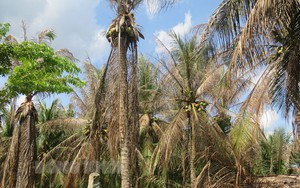 Thứ sâu đang phá hại hàng trăm ha dừa ở Bến Tre là loài sâu gì mà mấy năm nay diệt vẫn chưa hết?