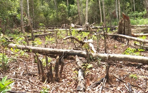 Bình Định: Thủ đoạn “đầu độc” rừng bằng cách cạo vỏ, tiêm thuốc vào thân cây