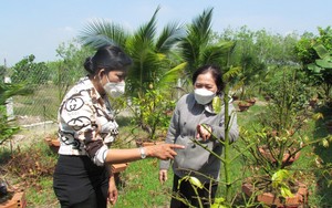Trồng cây cảnh, có nghề trong tay, phụ nữ này ở Tây Ninh nhận chăm sóc 20 cây mai vàng, giá 1 triệu/cây