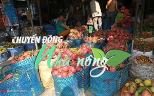 Chuyển động Nhà nông 12/6: Vào vụ thu hoạch chính, nhiều loại trái cây tiếp tục giảm giá