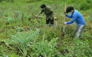 Sìn Hồ tập trung thực hiện các chỉ tiêu trong phát triển kinh tế