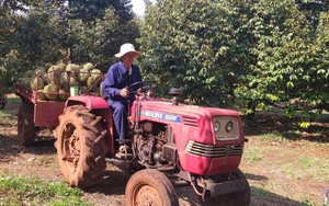 Cánh đồng hàng chục tỷ trồng sầu riêng hữu cơ rộng 30ha của một ông nông dân Bình Phước, thiên hạ trầm trồ