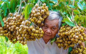 Vĩnh Long xuất hiện giống nhãn siêu trái mới, cho trái từng chùm nặng từ 3 - 4 kg, giá bán 100.000 đồng/kg