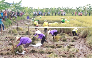 Hội thi gặt lúa rươi hữu cơ có gì đặc biệt mà nông dân Hải Dương ùn ùn kéo nhau đi xem?