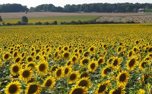 Công nghệ trồng, thu hoạch và chế biến sản phẩm từ hoa hướng dương ở Ukraine