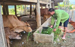 Sơn La: Phát triển chăn nuôi đại gia súc