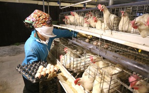 Vì sao giá thức ăn chăn nuôi liên tiếp "phá kỷ lục", bất chấp, nông dân nuôi gà Vĩnh Phúc vẫn có lãi?