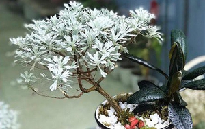 Loại cây cảnh quăng quật đâu cũng sống, rất &quot;được lòng&quot; giới cây cảnh bonsai lại là loài thảo dược rất quý