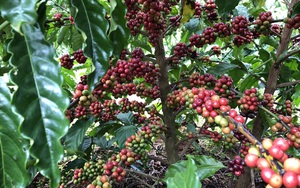 Cả làng trồng cà phê sạch, tiết kiệm chi phí, bán được cà phê tươi với giá cao