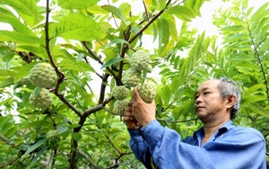 Nông dân nơi này của Lạng Sơn đầu tư trồng na, nuôi trâu vỗ béo từ tiền vay từ Quỹ Hỗ trợ nông dân