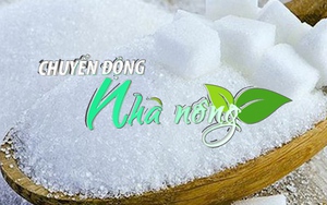 Chuyển động Nhà nông 15/6: Ngành Hải quan tăng cường kiểm tra hồ sơ nhập khẩu đường