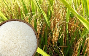 Giá gạo Thái Lan đứng "Top đầu", xuất khẩu tháng 5 tới 650.000 tấn, gạo Việt Nam thì sao?