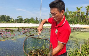 Cựu phóng viên ở Thanh Hóa thành công khi về làm nông dân với mô hình nuôi ốc nhồi đặc sản làm giàu