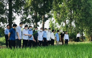 Những “Hàng cây nông dân” do Hội Nông dân tỉnh Bắc Ninh vận động trồng đi dưới "mát ơi là mát"