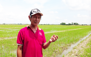 Trồng khoai lang lỗ nặng, Chủ tịch huyện Bình Tân khuyên người dân tạm thời chuyển sang trồng lúa (bài 4)
