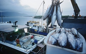 5 tháng, xuất khẩu của doanh nghiệp thủy sản trên sàn tăng trưởng kinh ngạc