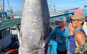 Ngư dân Phú Yên câu trúng 2 con cá ngừ đại dương to bự, nặng 450kg, một thương lái Sài Gòn chốt giá 100 triệu