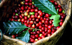 Xuất khẩu cà phê của Việt Nam “bùng nổ”, tăng vọt về giá